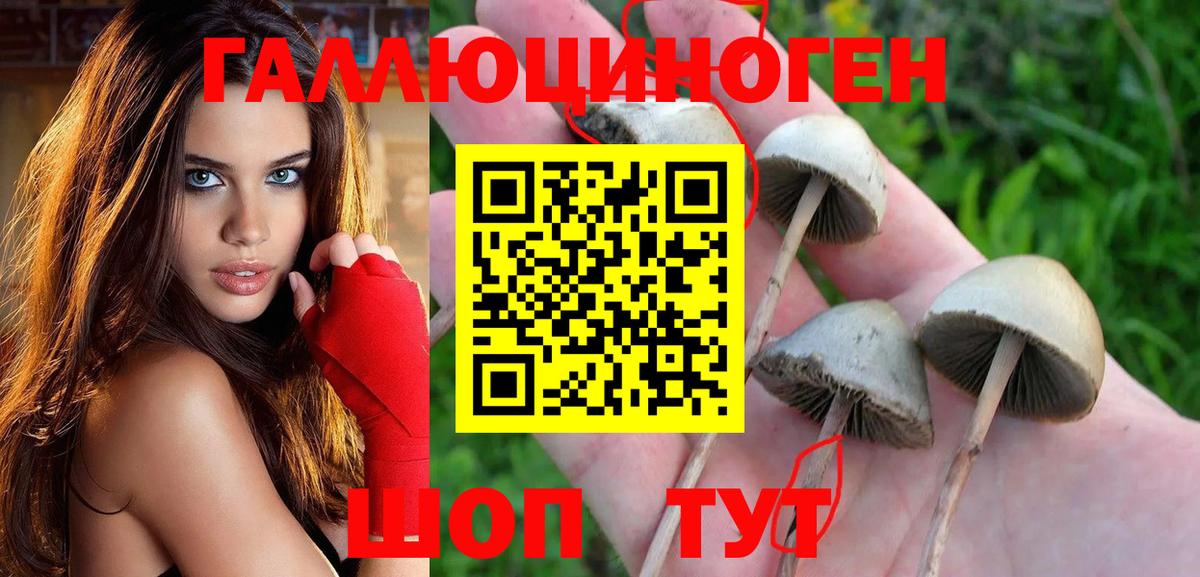 Псилоцибиновые грибы Psilocybe Новодвинск